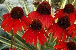 echinacea-firebird-ppaf-30-ct-flat Echinacea 'Firebird' PPAF (30)ct Flat