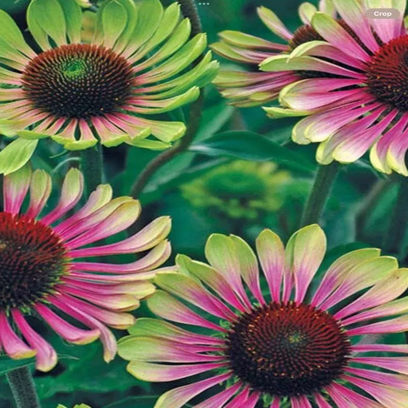 echinacea-green-twister Echinacea - Green Twister
