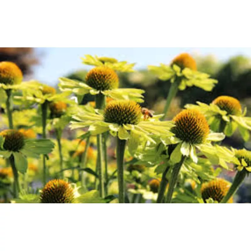 echinacea-kismet-kiwi Echinacea 'Kismet Kiwi'
