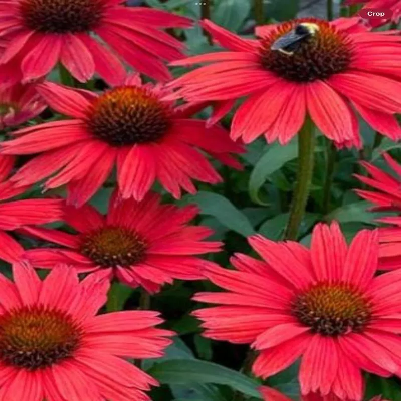 echinacea-kismet-red Echinacea 'Kismet Red'