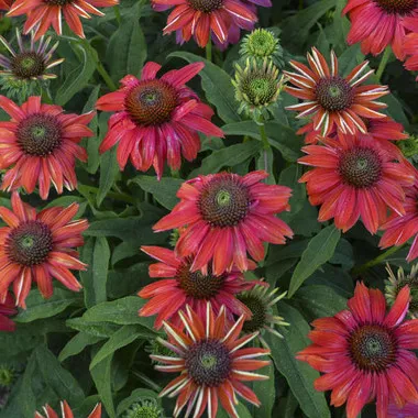 echinacea-lakota-santa-fe-30-ct-flat Echinacea LAKOTA 'Santa Fe' (30)ct Flat
