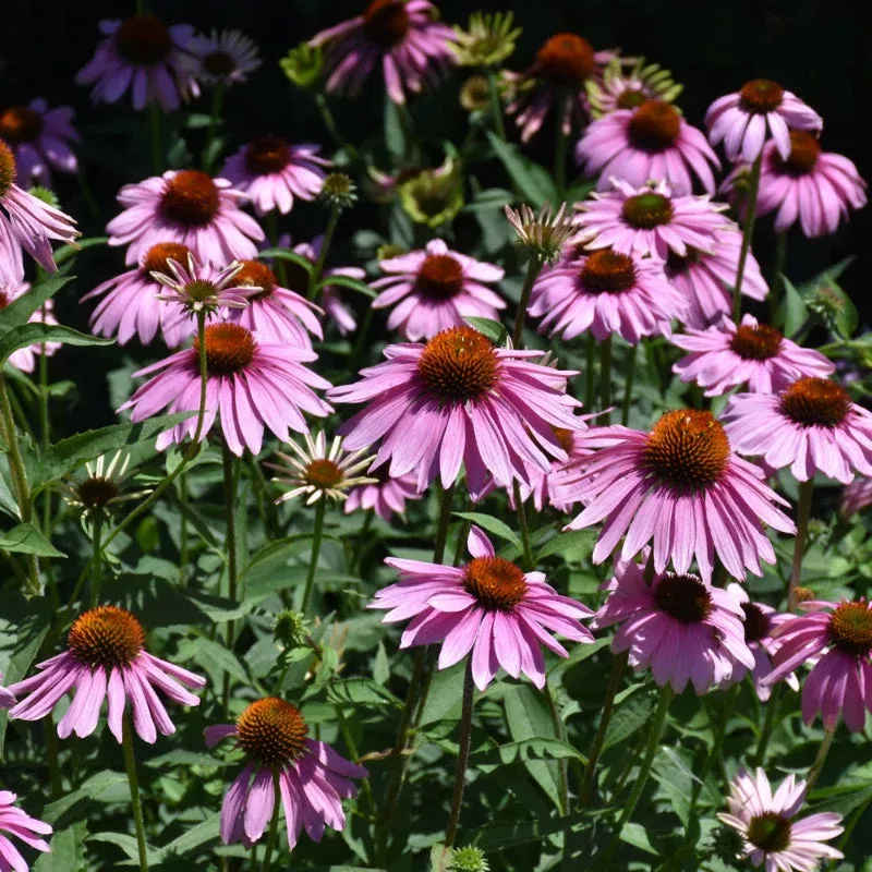 echinacea-magnus Echinacea 'Magnus'