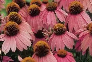 echinacea-p-kim-s-knee-high-pp12242-20-ct-flat Echinacea p. 'Kim's Knee High' PP12242 (20)ct Flat