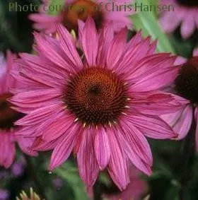 echinacea-p-ruby-star-rubinstern-30-ct-flat Echinacea p. 'Ruby Star'('Rubinstern') (30)ct Flat