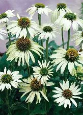 echinacea-p-white-swan Echinacea p. "White Swan"