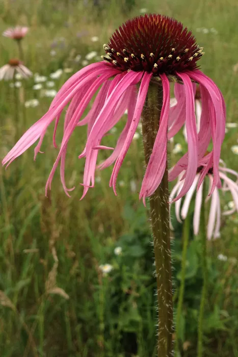 Echinacea pallida - Pale Purple Coneflower