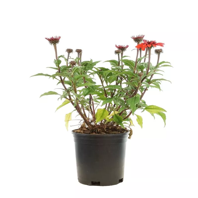 echinacea-panama-red Echinacea 'Panama Red'