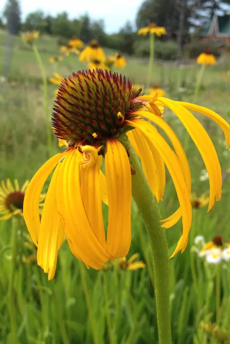 Echinacea paradoxa - Ozark Coneflower