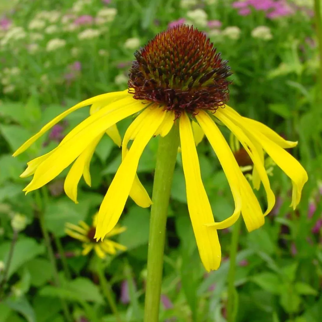 echinacea-paradoxa Echinacea paradoxa