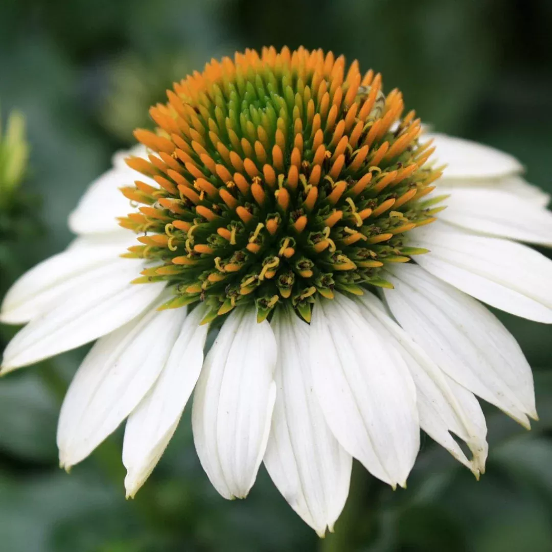 echinacea-powwow-white Echinacea 'PowWow White'