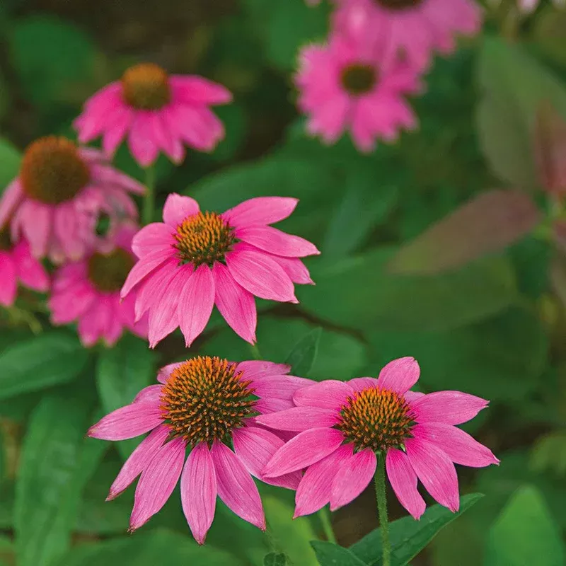 echinacea-powwow-wild-berry-coneflower Echinacea PowWow Wild Berry Coneflower
