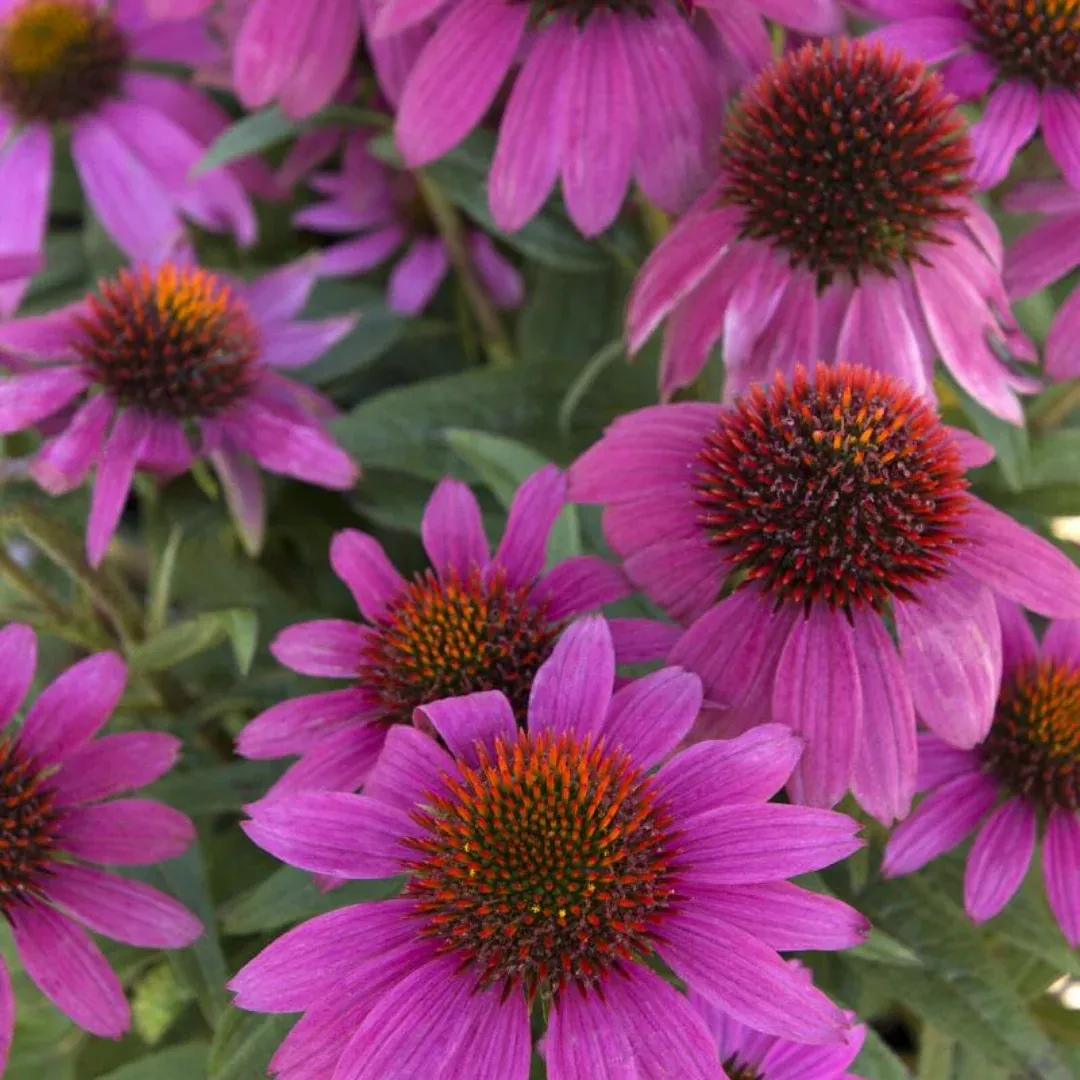 echinacea-powwow-wildberry Echinacea 'PowWow Wildberry'