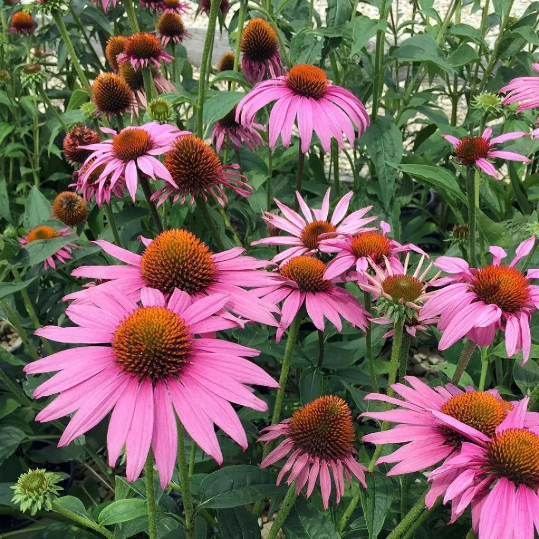 echinacea-prairie-splendor-compact-rose Echinacea 'Prairie Splendor Compact Rose'