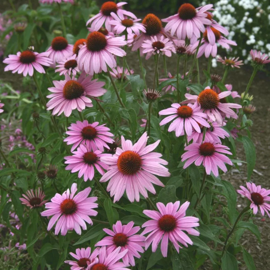 Echinacea 'Prairie Splendour'