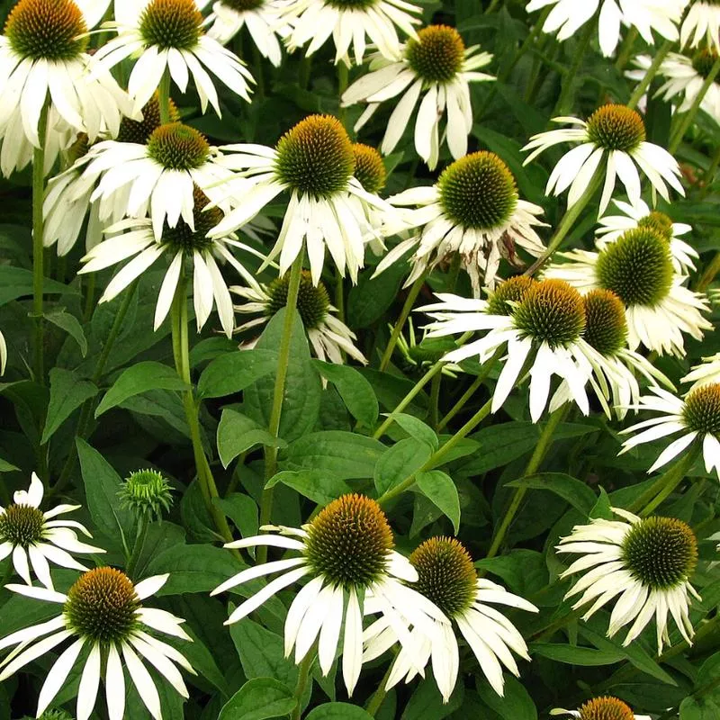 echinacea-purpurea-white-swan Echinacea purpurea 'White Swan'