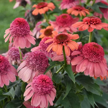 echinacea-rainbow-sherbet-ppaf-30-ct-flat Echinacea 'Rainbow Sherbet' PPAF (30)ct Flat
