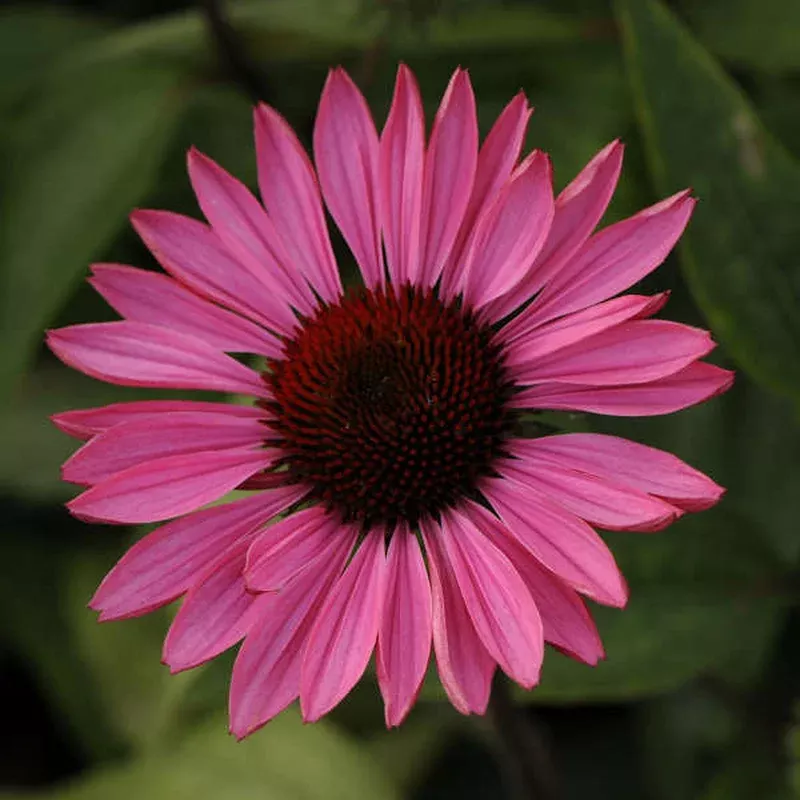 Echinacea 'Ruby Star'