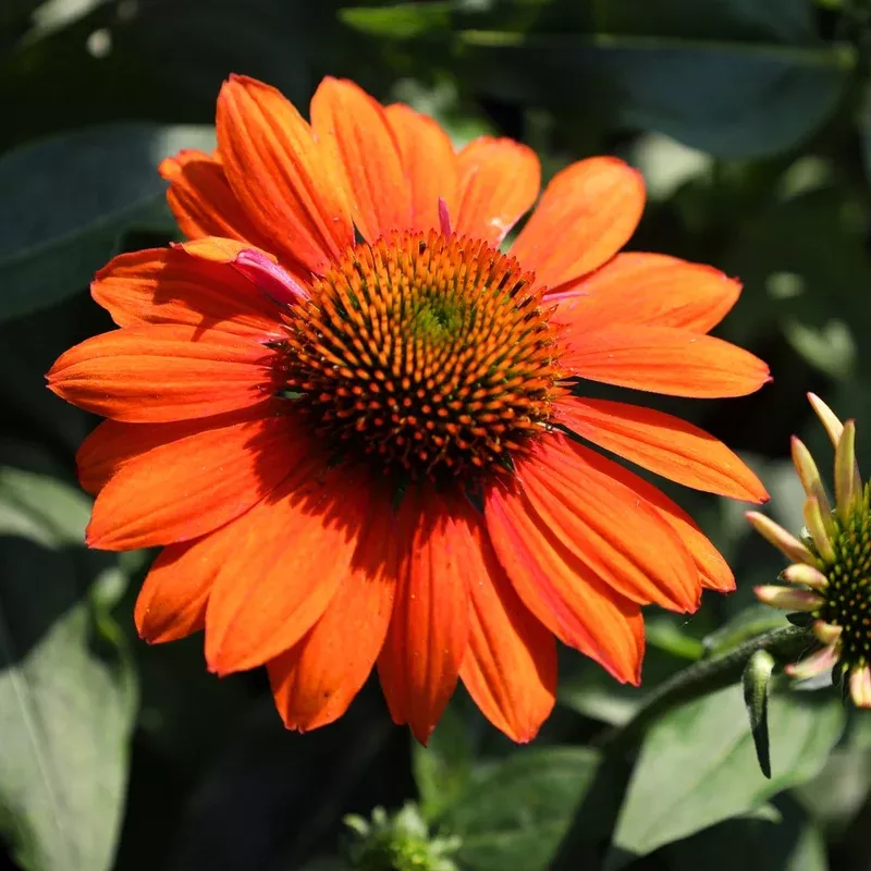 Echinacea 'Sombrero Adobe Orange'
