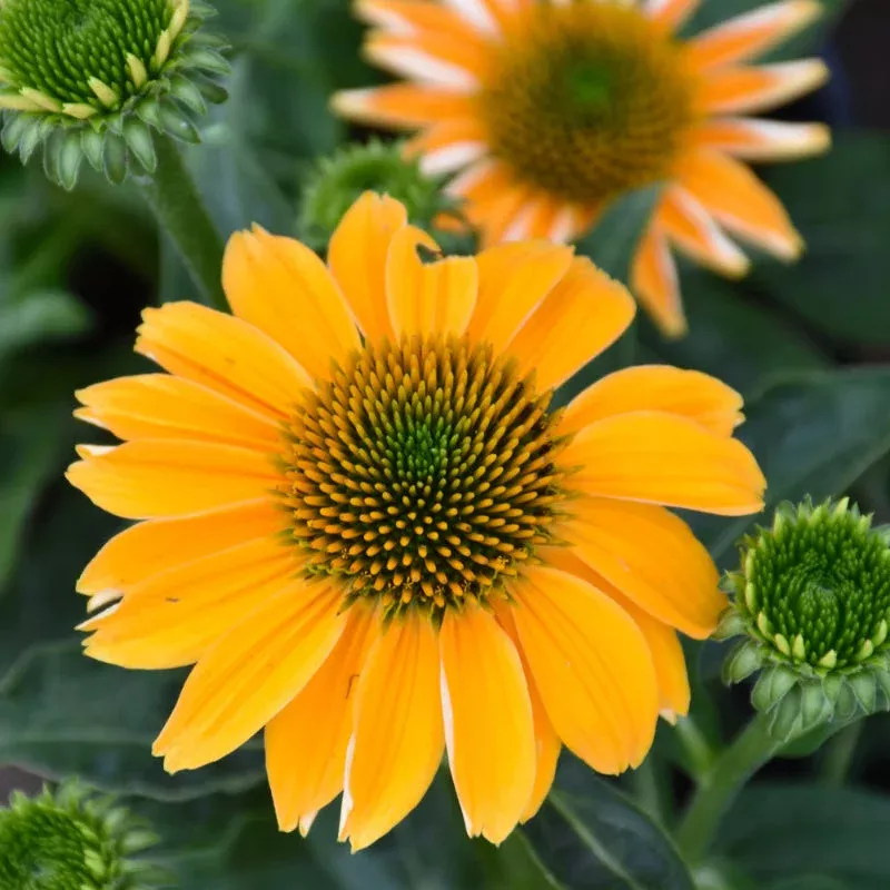 echinacea-sombrero-granada-gold Echinacea 'Sombrero Granada Gold'