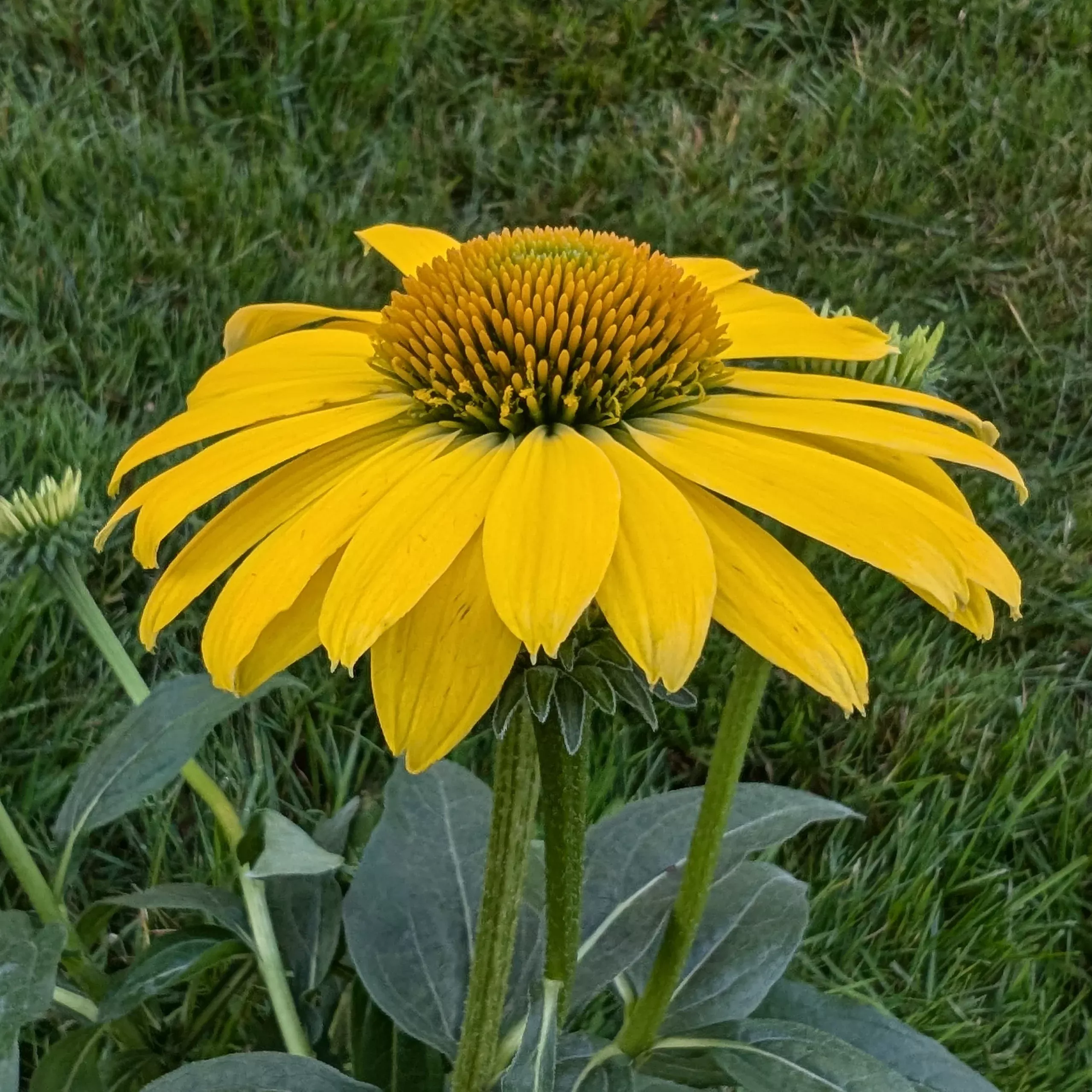 echinacea-sombrero-lemon-yellow-improved-cone-flower Echinacea Sombrero Lemon Yellow Improved Cone Flower