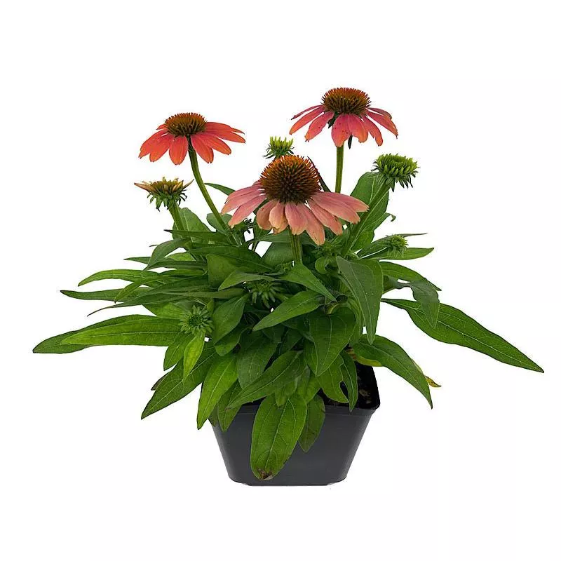 Echinacea 'Sombrero Poco Hot Coral'