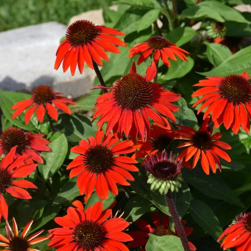 Echinacea 'Sombrero Sangrita'
