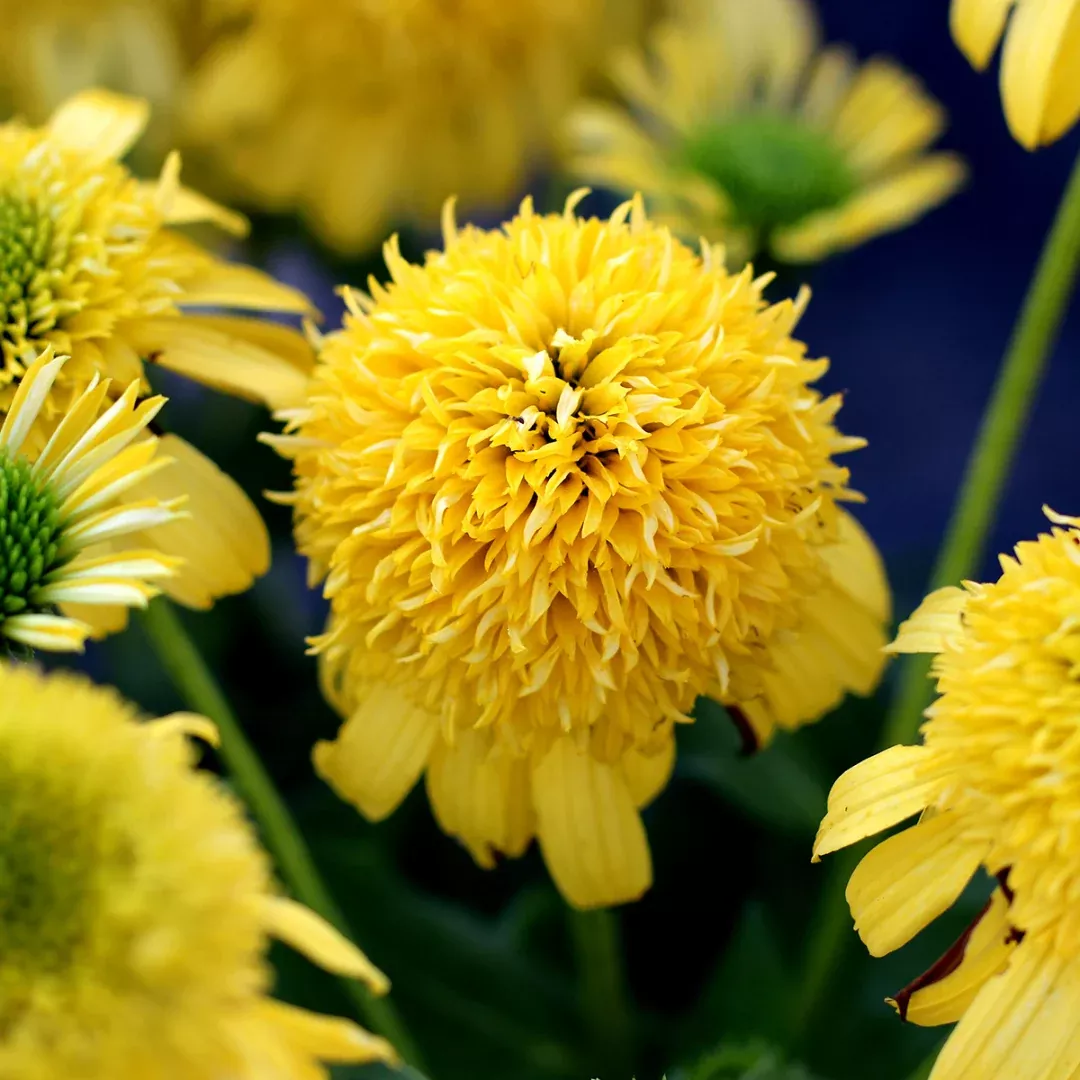 echinacea-sunny-days-lemon Echinacea 'Sunny Days Lemon'