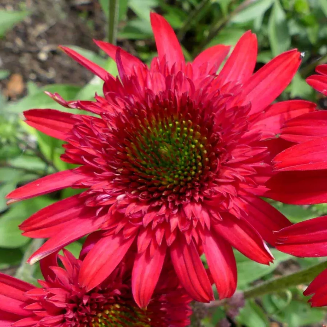 echinacea-sunny-days-ruby Echinacea 'Sunny Days Ruby'