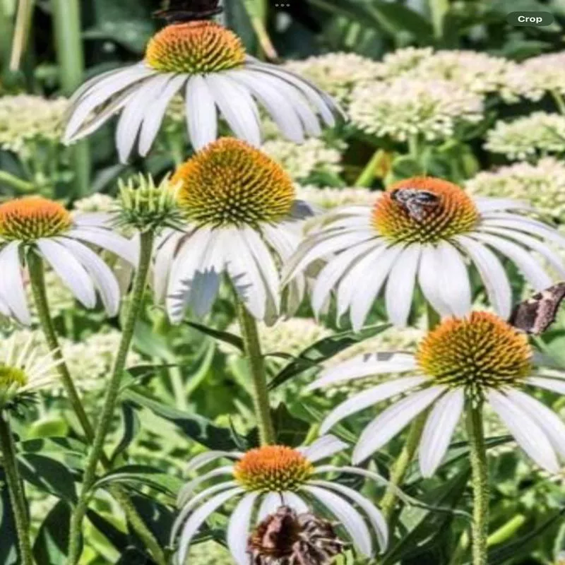 echinacea-white-swan Echinacea 'White Swan'
