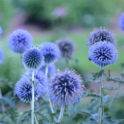 echinops-blue-glow-globe-thistle Echinops Blue Glow Globe Thistle