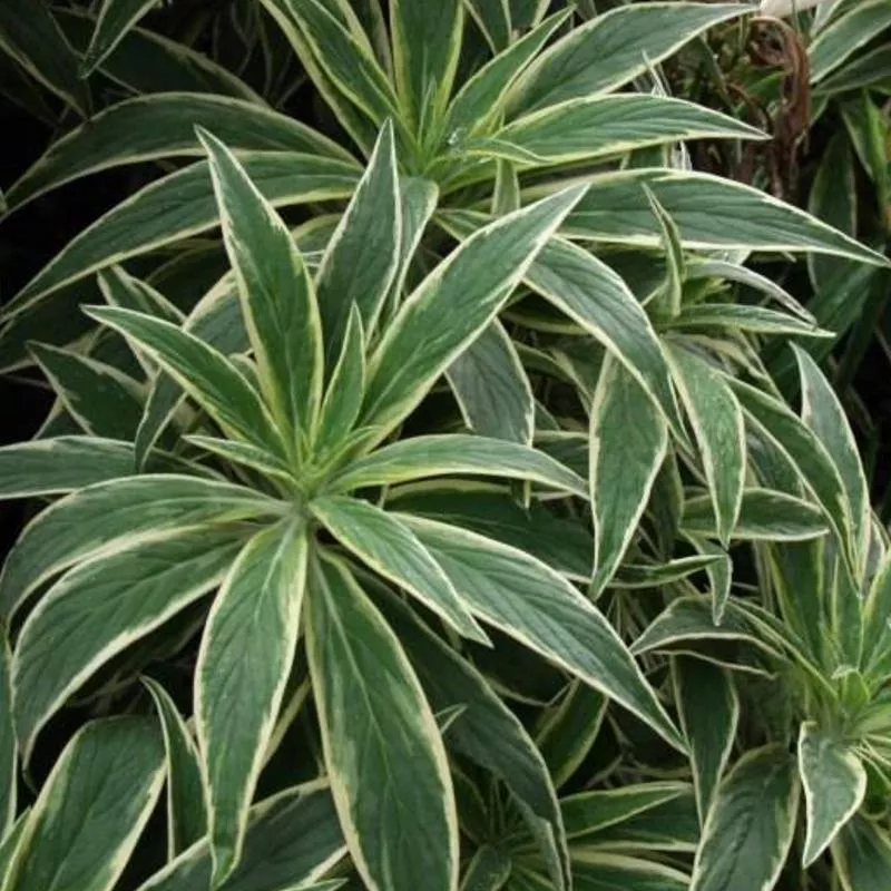 Echium fastuosum (candicans) 'Star of Madeira'