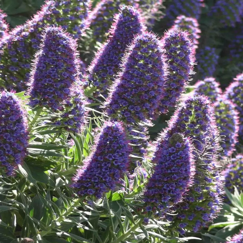Echium fastuosum (candicans)