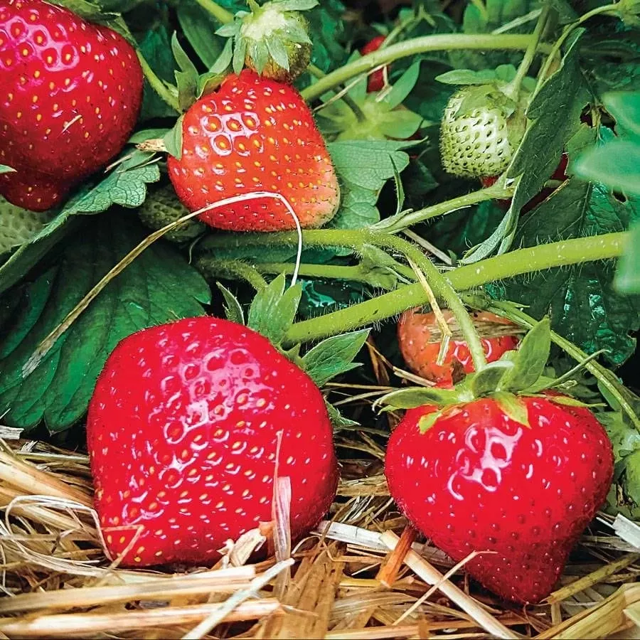 eclair-strawberry-bundle-2-packs Eclair Strawberry Bundle (2 Packs)