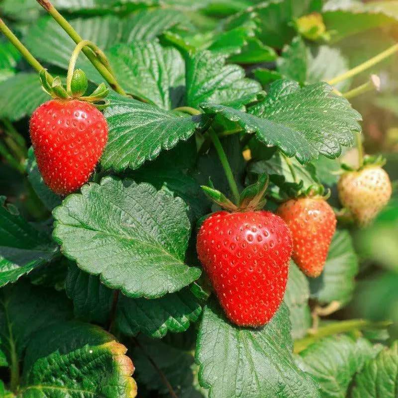 eclair-strawberry-plants Eclair Strawberry Plants