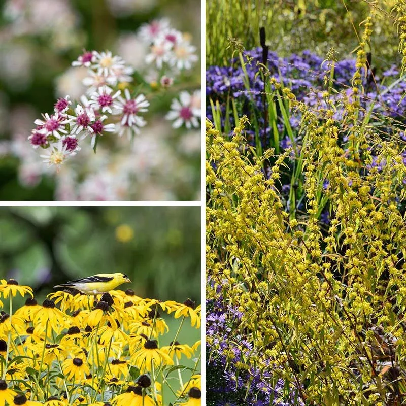 Ecoregion Native Plant Collection - Southeastern USA Plains