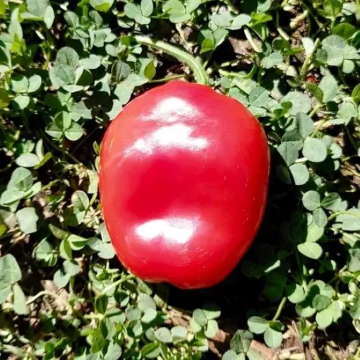 ecuador-red-rocoto-pepper-seeds Ecuador Red Rocoto Pepper Seeds