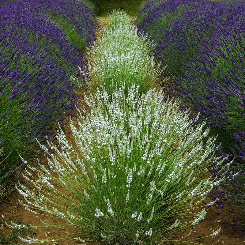 edelweiss-lavender Edelweiss Lavender