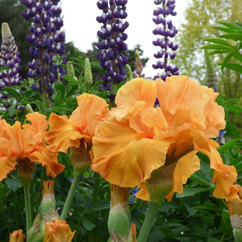 edgefield-glow-bearded-iris Edgefield Glow Bearded Iris