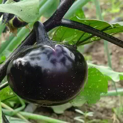 eggplant-aubergine-round-black-seeds Eggplant (Aubergine) - Round Black seeds