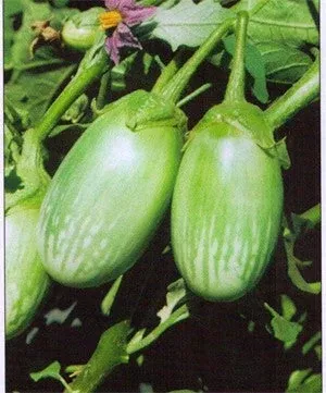 eggplant-bijli Eggplant-Bijli