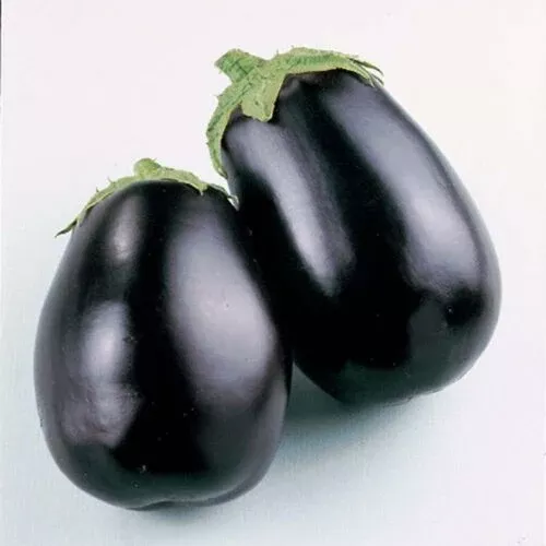 eggplant-black-beauty Eggplant: Black Beauty