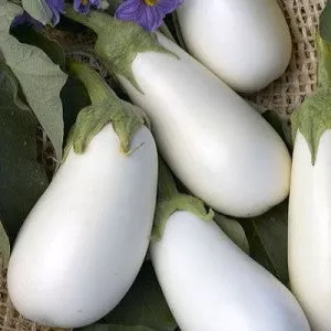 eggplant-cloud-nine Eggplant-Cloud Nine