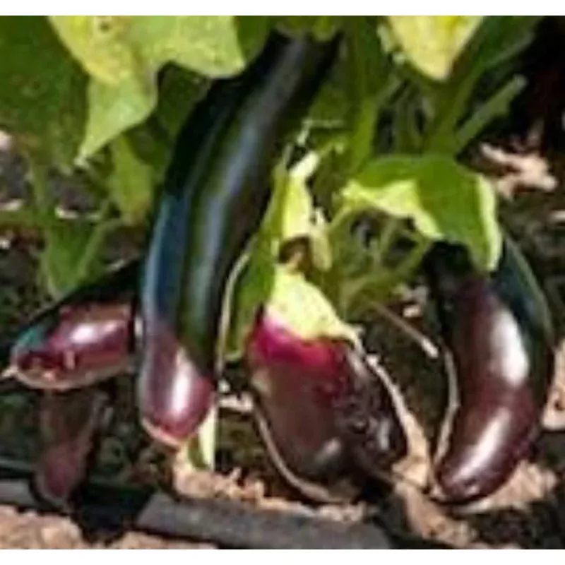 eggplant-diamond Eggplant: Diamond