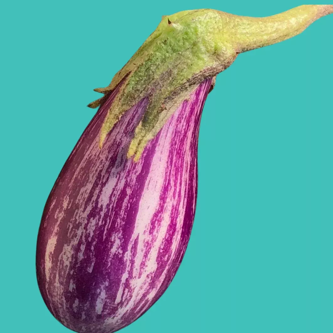eggplant-fairy-tale Eggplant: Fairy Tale