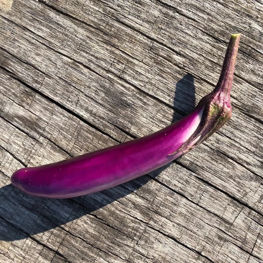 eggplant-pingtung-long Eggplant: Pingtung Long
