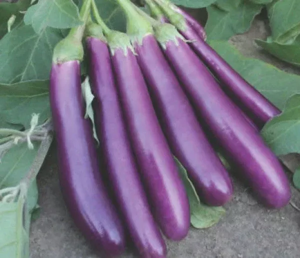 eggplant-shiva Eggplant-Shiva