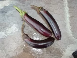 eggplant-shyamala Eggplant-Shyamala