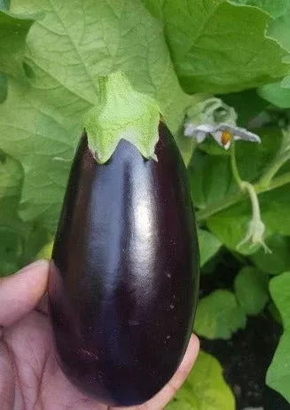 eggplant-swapna Eggplant-Swapna