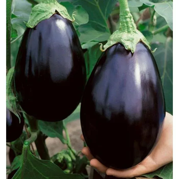 eggplant Eggplant