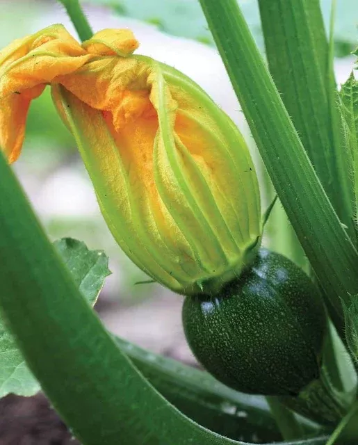 eight-ball-zucchini-squash Eight Ball Zucchini Squash